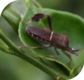 Weed Control Company