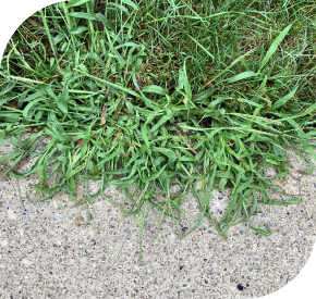 Weed Control Company