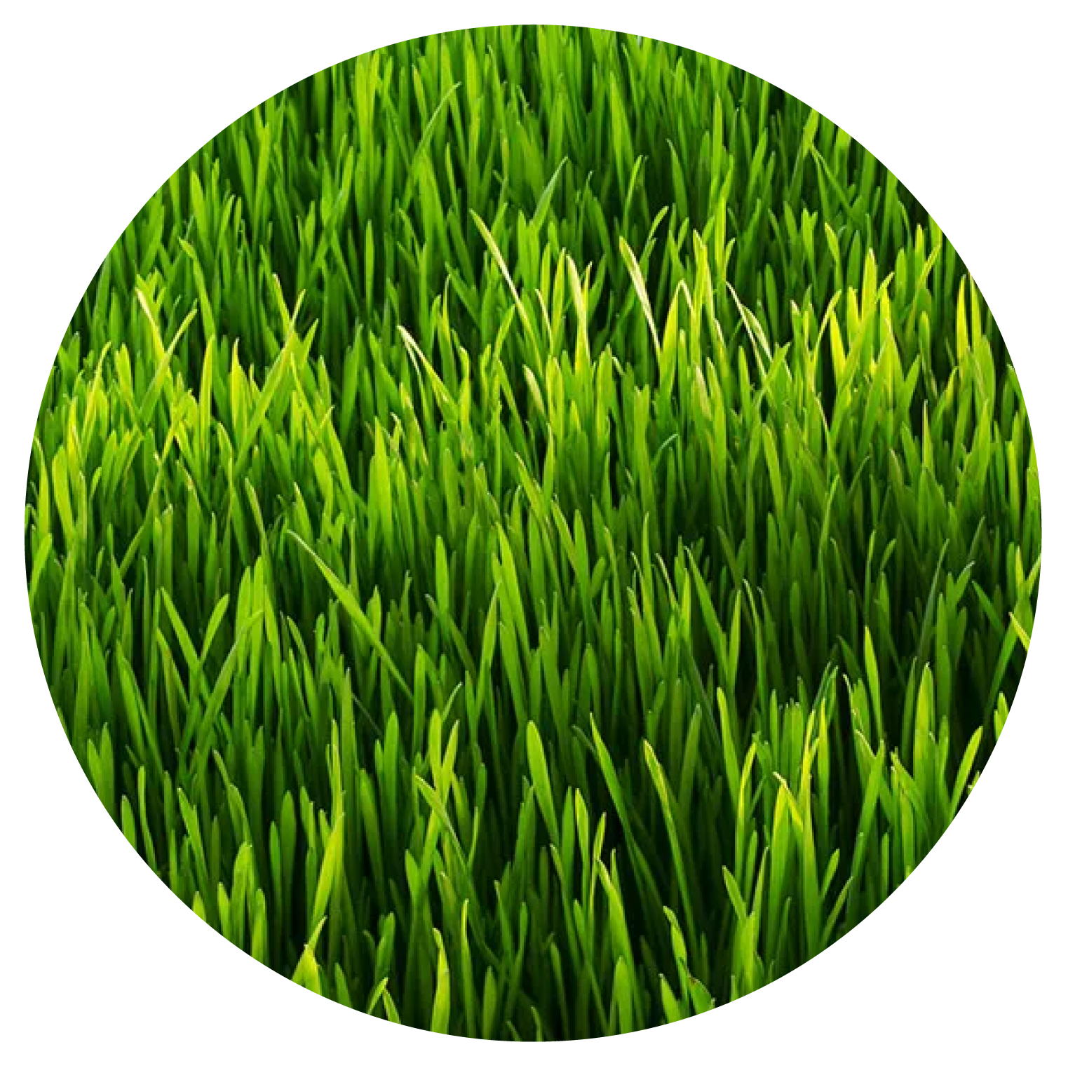 Real Sharp Landscaping